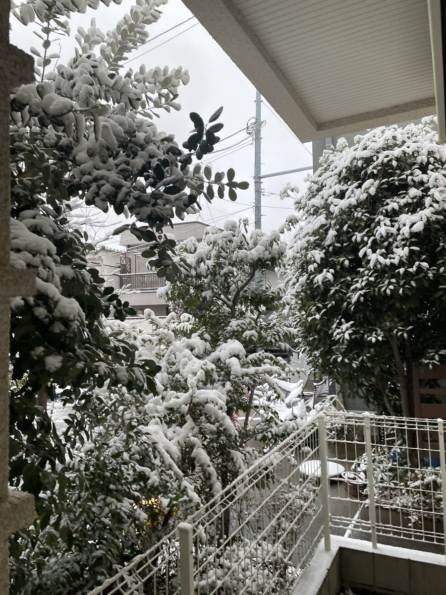 fmomoko's tweet photo. 新宿でこりゃぁやばい #雪 https://t.co/P7STq04FZx