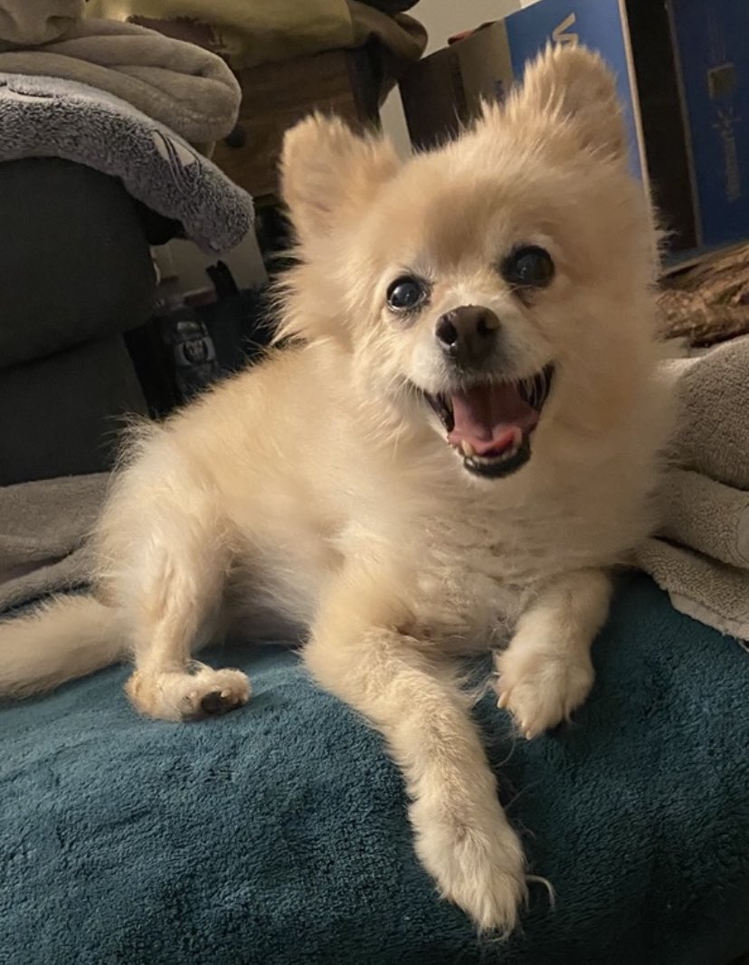 Brigadier Bailey #ZSHQ, and 😇 Griffin 🌈 tweet media