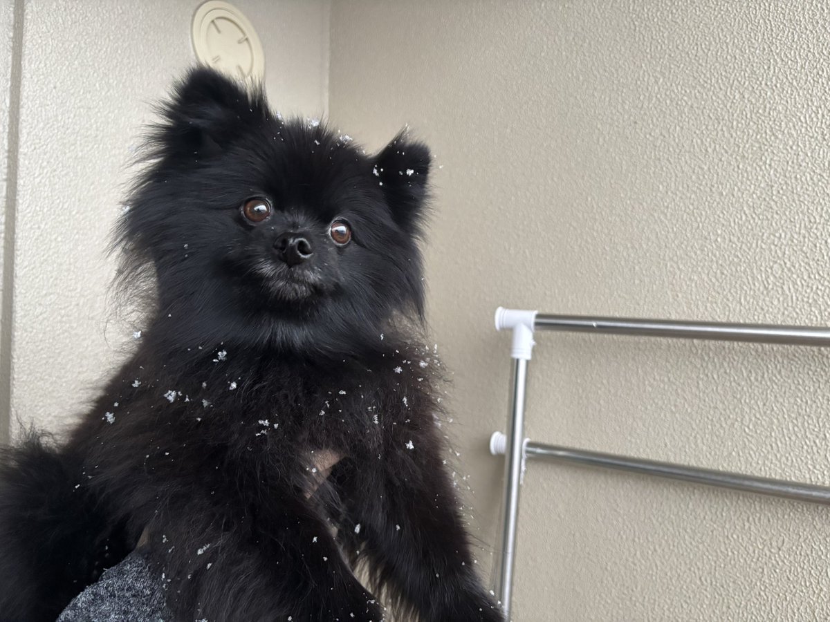 黒ポメラニアンのぷーちゃん (@phoochannel) / Posts / X