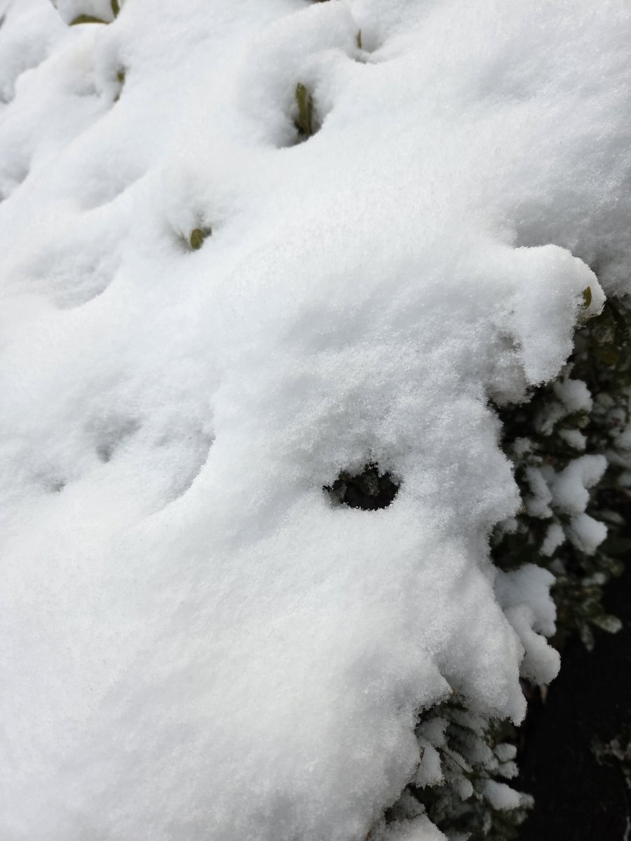IQhalu_t's tweet photo. ドカァァァァァ雪ィィィィィねえ！
てぶくーろたーよりーなく！
かじかんだ指！！！アッアッー！アアー！！！ https://t.co/kltQzzavrZ