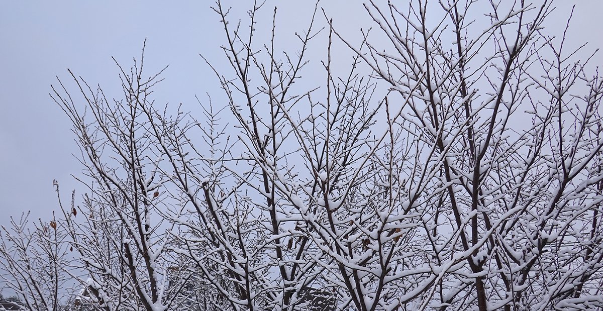 東京も雪❄️