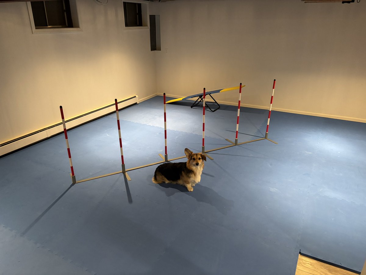 Most people build home gyms for themselves. I built one for my dog.