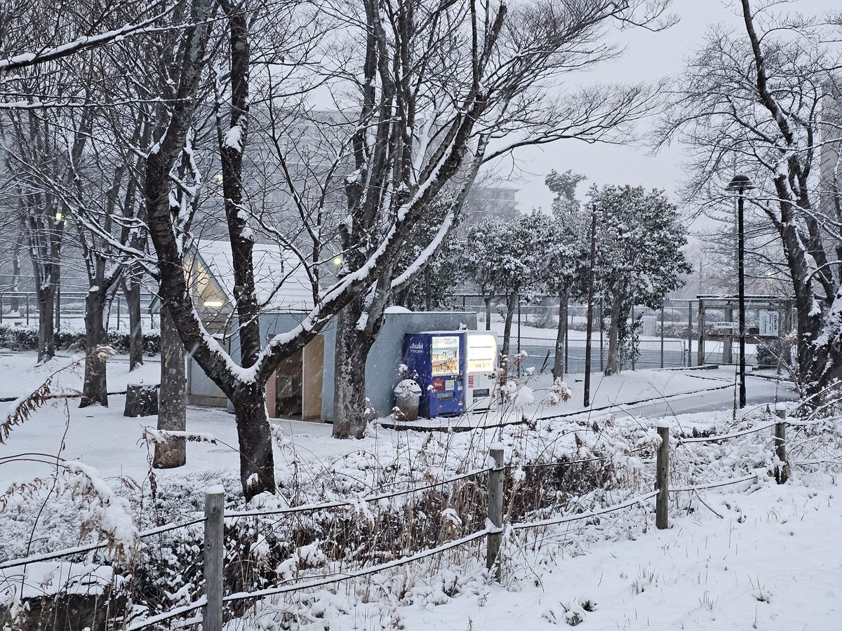 fatwaramdani's tweet photo. Extremely rare event, a second snowy day at Tsukuba City! https://t.co/FheJEHsOTQ