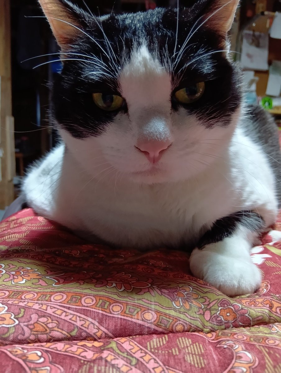 我が家の猫様達は自分にとって心のささえです。ハチワレのレオくんや