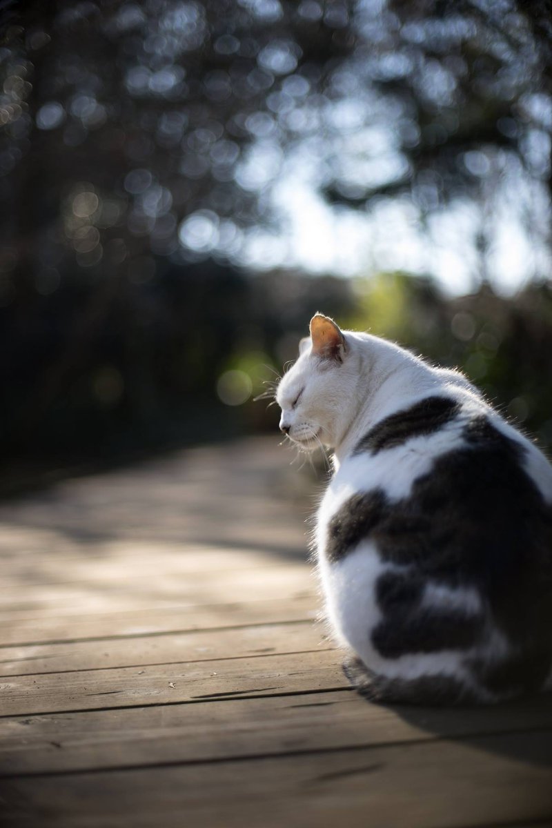 猫グラフィー #猫フォト #猫 #ねこ #cats