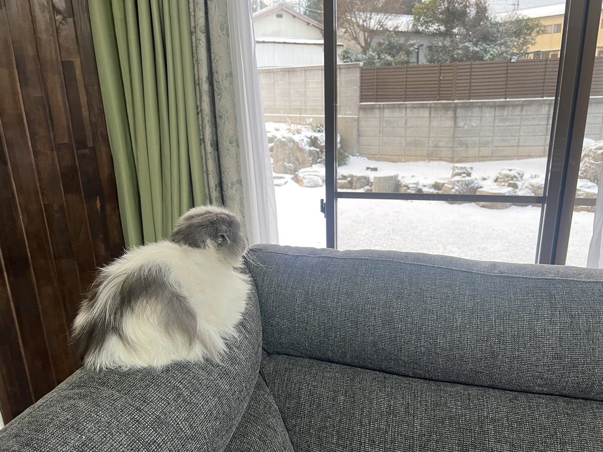 Tenchan_life's tweet photo. 雪にゃ〜♡
眺めるてんちゃん☺️
＃スコティッシュフォールド
＃てんちゃん https://t.co/HXMzfp1TLj