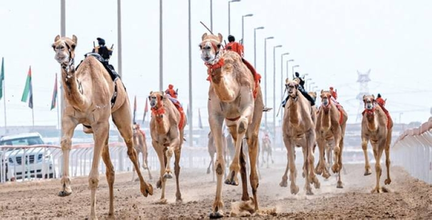 صحيفة المدينة tweet media