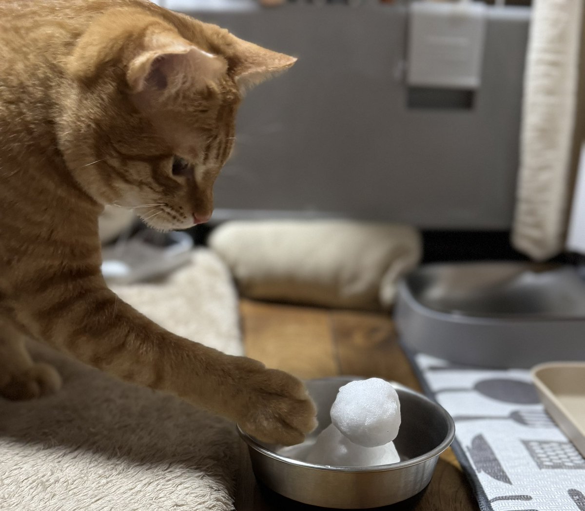 おはようございます🐈
こちらは雪です⛄️
 #猫  #茶トラ  #風音太