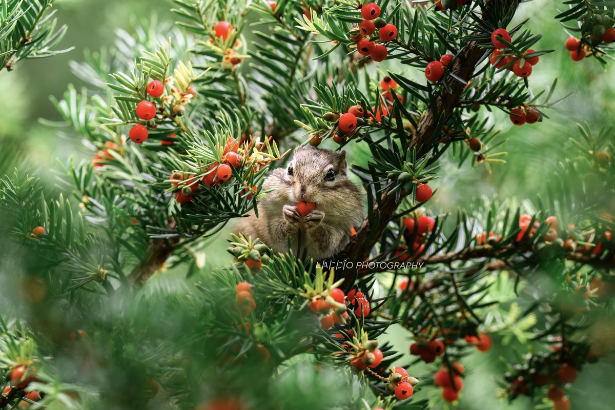 #これまでの代表作を４つ見せて

①とびモモ
②あうん（キタキツネとギンギツネの兄弟）
③トーテムポール
④ハートの投げキッス

またこんな瞬間に出会いたいって思うけど、きっと二度と撮れない一期一会😊