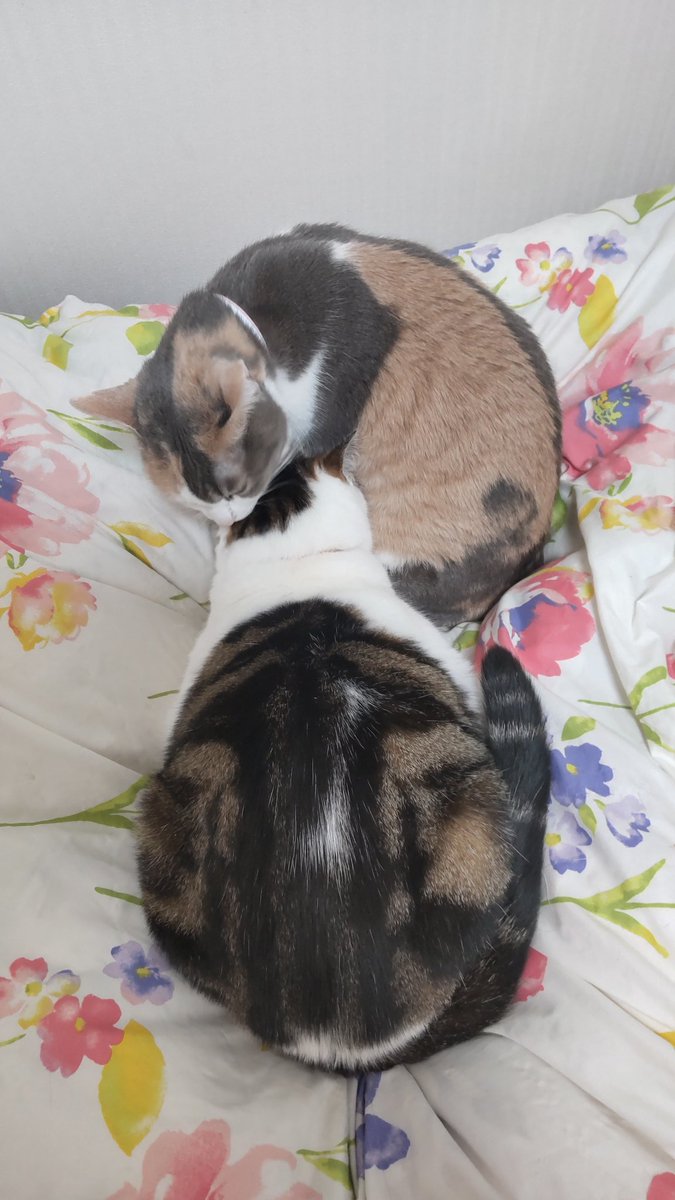 渦巻ねね (@uzumakinene) / Posts / X