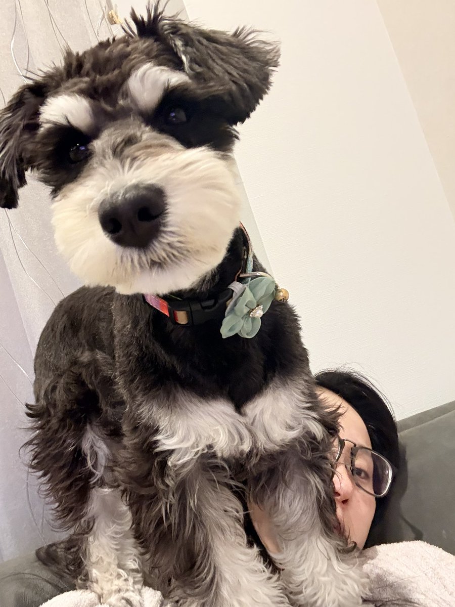 ena2727's tweet photo. 愛犬を飼い始めて、半年になる。
今まで大きめの雑種を多頭飼いとかしか経験がなく、初めての小型犬。
そして今までみてこなかった、シュナウザーという犬種。

暮らせば暮らすほど、可愛い。笑
表情もあるし、カットで変わるし、特にうちのこは、外面と家の中で性格も変わるから尚可愛い。親バカです https://t.co/eqETubRTTV