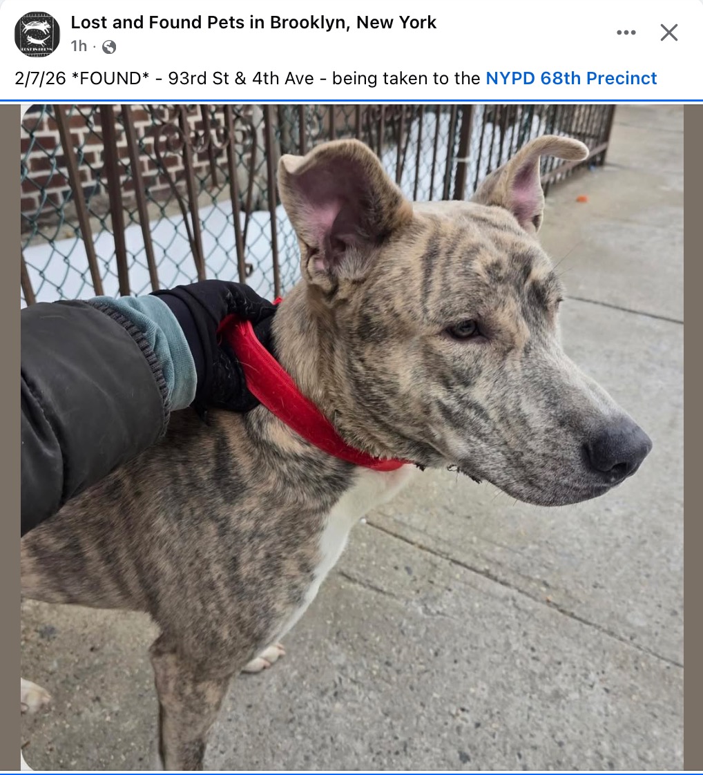 NMBewitched's tweet image. 🔥Urgent #FosterNeeded🔥
Ash
facebook.com/profile/100064…
#fosterme

Ash was reclaimed yesterday off the At Risk list where he had a Euth Command #NYCACC 

Once again his owner set him "free" on the streets of #NYC @NYPDCommAffairs @NYPDChiefOfDept  @ManhattanDA  charges need to be