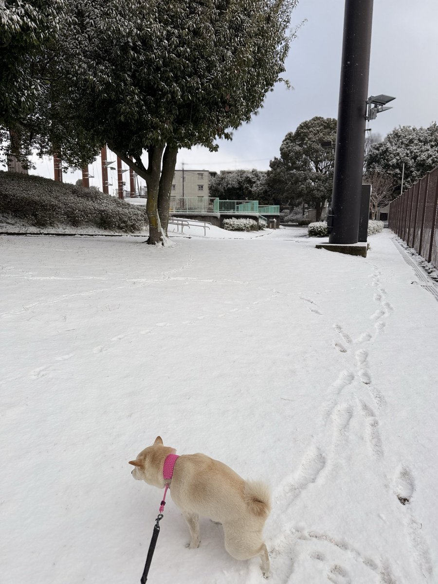 雪やコンコン