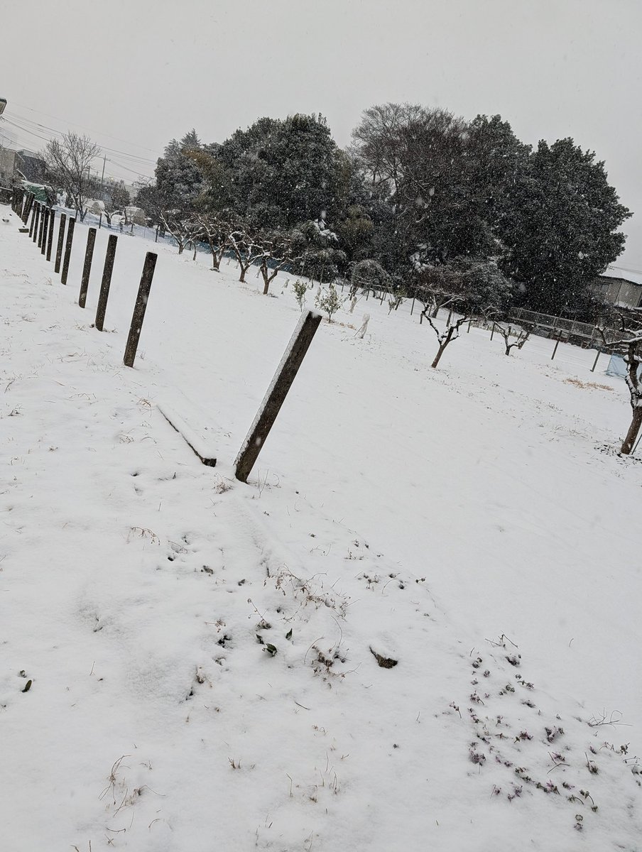 norari_camp's tweet photo. 雪だ〜！

と喜ぶ人はどれぐらいいるのでしょうね。

わたしは喜ぶ側。

そして、この景色は雪中キャンプしたくなる…… https://t.co/3hBr5sQmvy