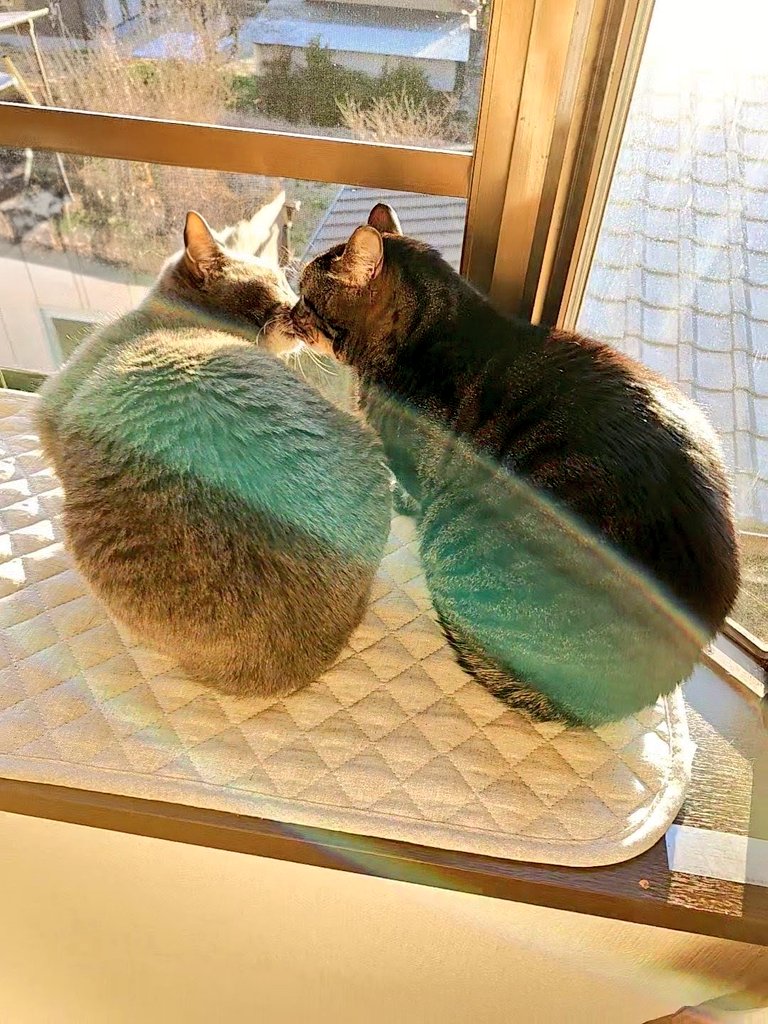 猫のいる暮らし