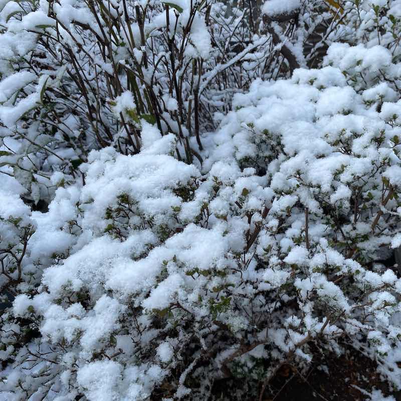 冴ゆる朝の選挙
庭木に薄雪