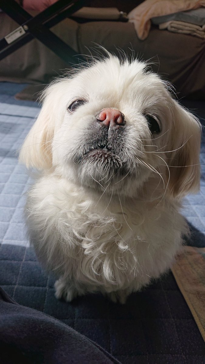 かおりん (@shiro0201_111) on Twitter photo 