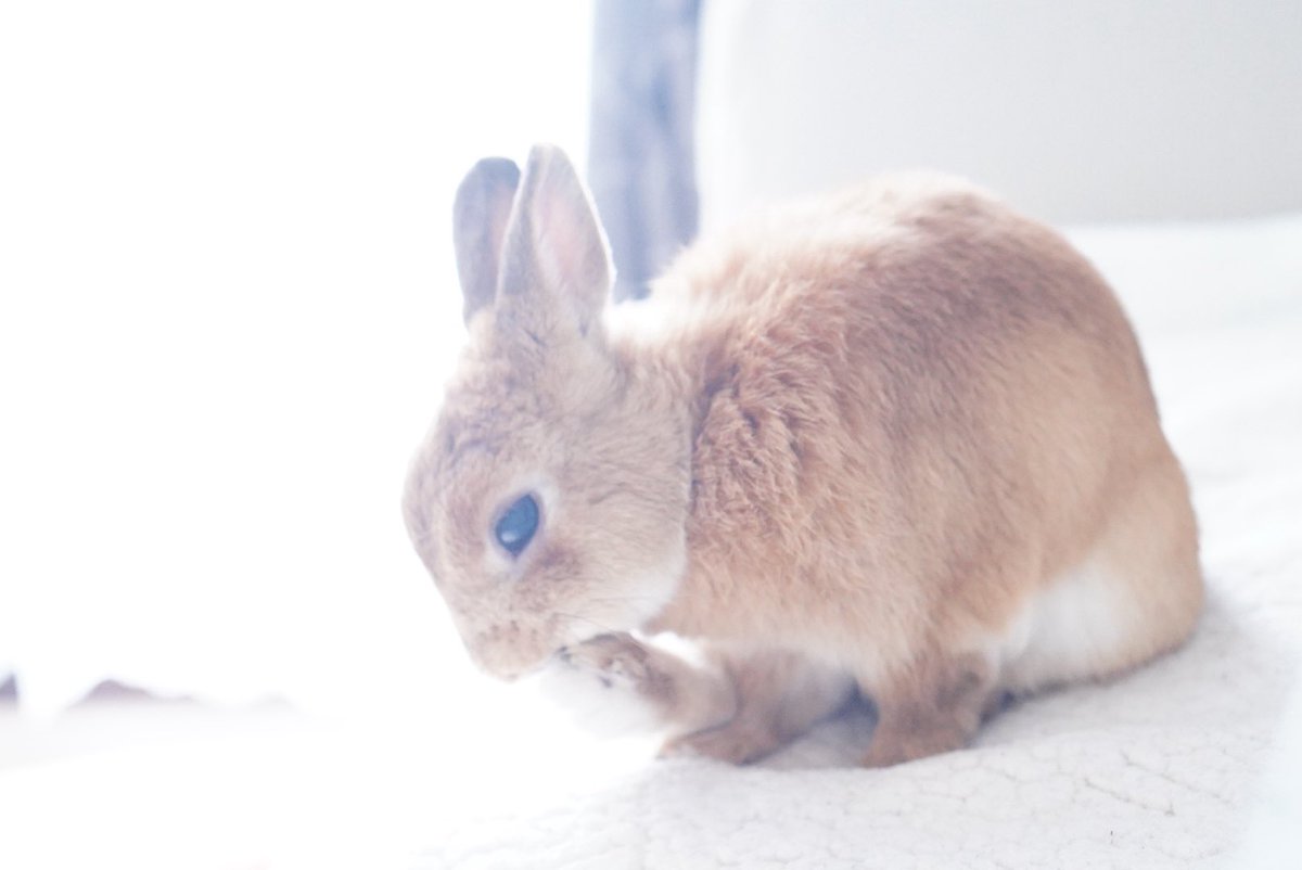 チビ太(CHIBITA🐰)のママ太 (@piccolocibi) / Posts / X