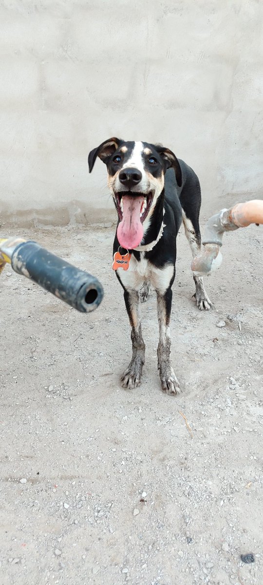 Indieta 🐾 tweet media