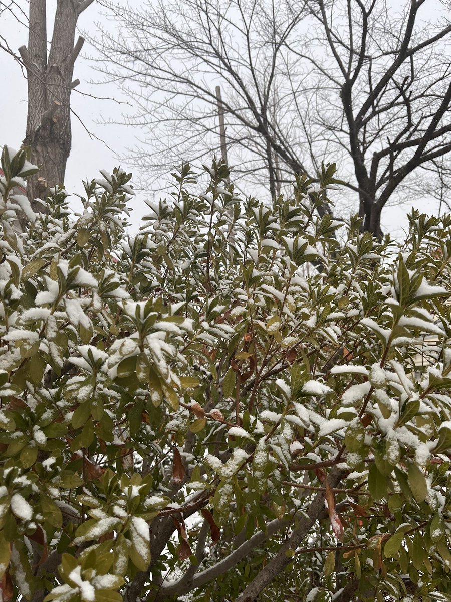 わー雪だ❄️☃️
投票してから仕事だー

おはようございます☀