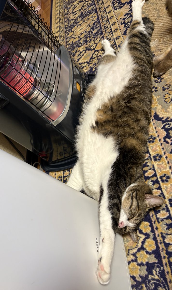 おはようにゃ😽🐾今日もよろしくでーす🍀暖かくしてね🔥✨ #猫好きさん