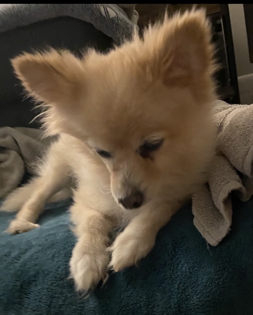 Brigadier Bailey #ZSHQ, and 😇 Griffin 🌈 tweet media