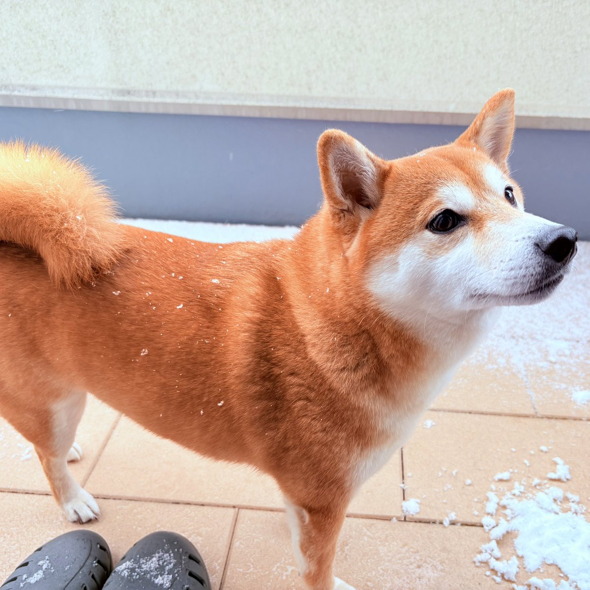 Toramal915's tweet photo. 大阪、雪やで！！！
#豆柴 #柴犬 https://t.co/HQnJyyuUgD