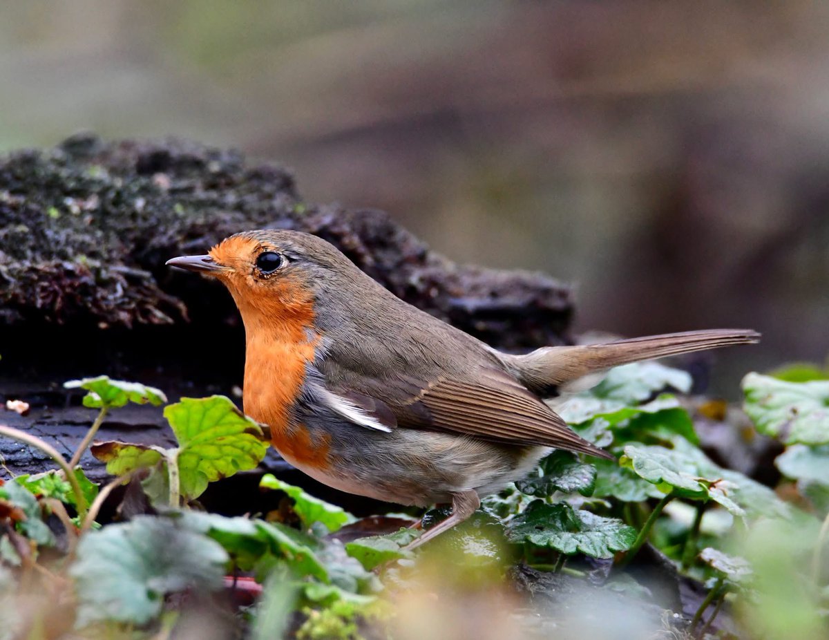 Karins1968's tweet photo. #dag8 #FebruariVogelMaand 🐦 is vandaag speciaal voor @inja5248 de #Roodborst https://t.co/WwaL8nQ2Wn