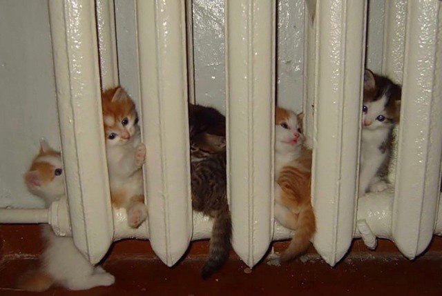 cats.jpg (@catsdotjpg) on Twitter photo 