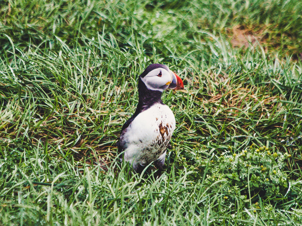 Got a little muddy, but that’s okay #puffins