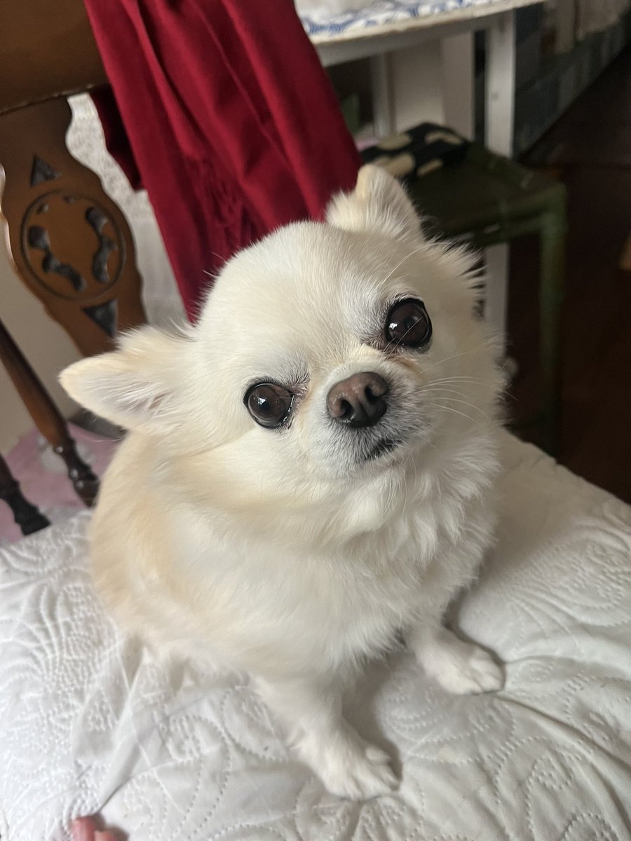_BENIBENIla's tweet photo. なごやかな面影

#チワワ党 #チワワ #ちわわ #ロングコートチワワ #Chihuahua #いぬのいる暮らし #犬のいる幸せ https://t.co/ZuTVAlQL4M