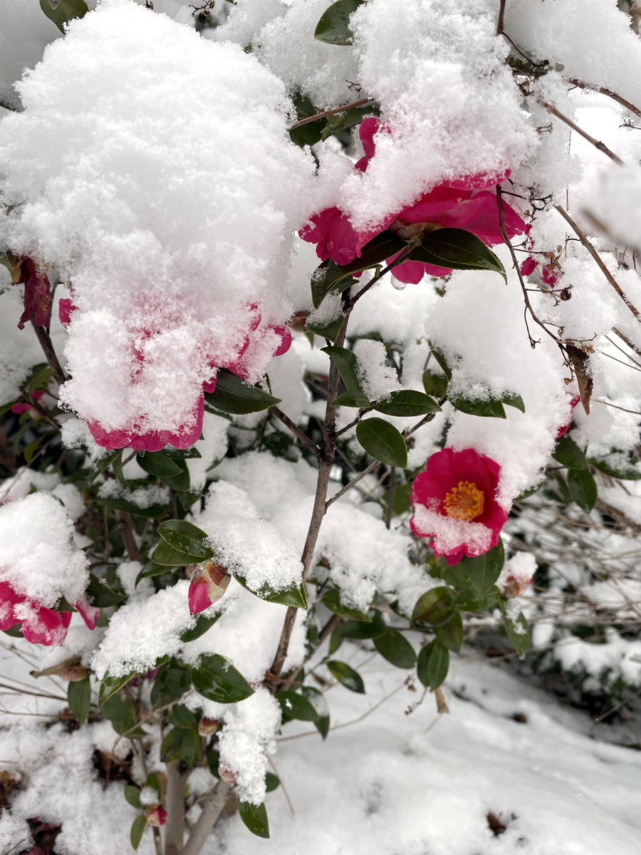 投票🗳️してきました！帰りに公園寄ってちょっと雪遊びしてきた。