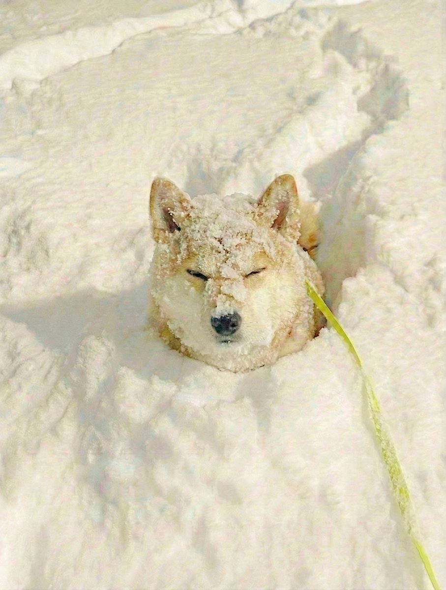 momonosekaiii's tweet image. すみません、誰かJAF呼んでもらえますか？