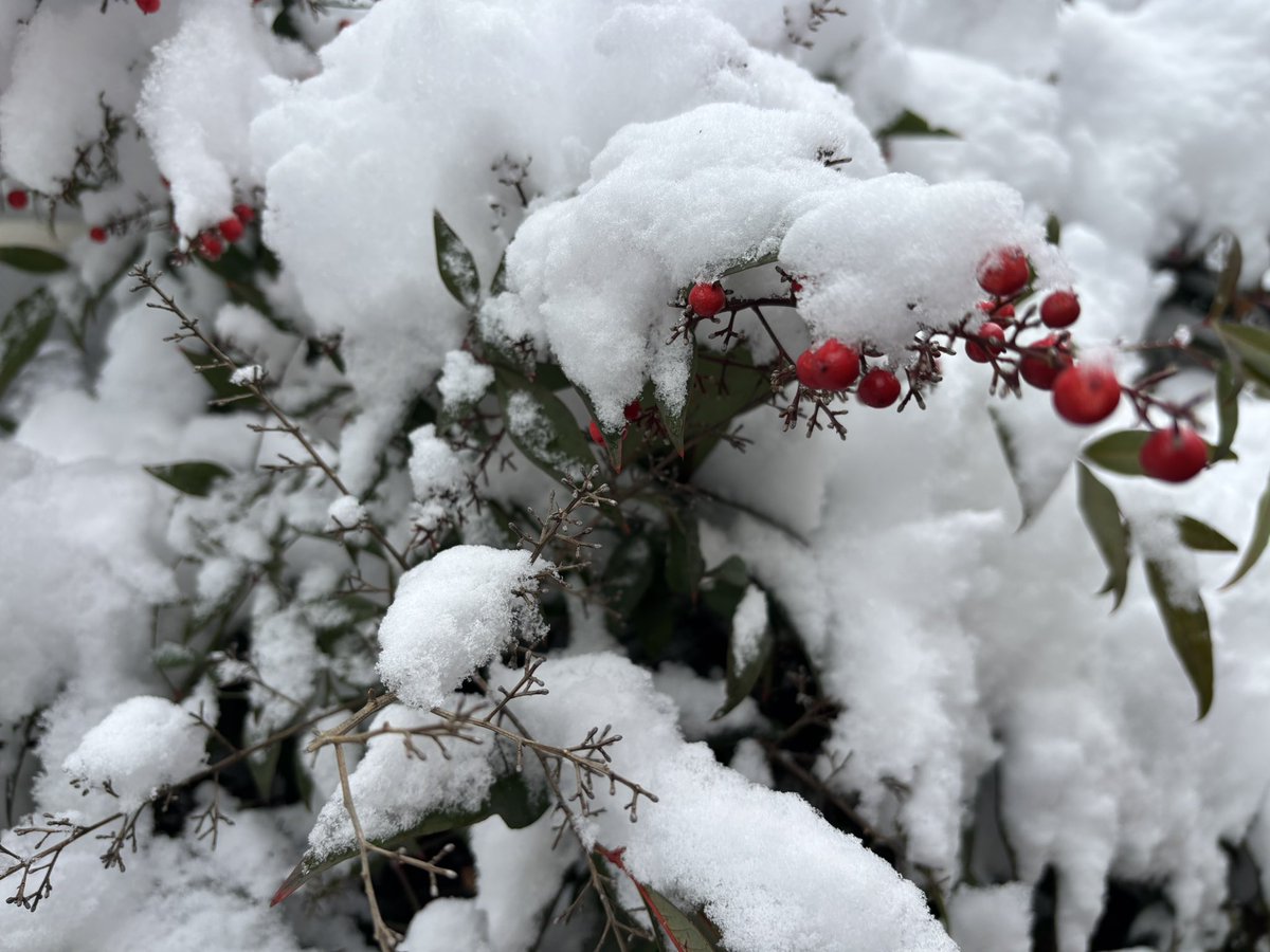 ☃️
駅前で子供たち
大喜びで地面と格闘してちびっこの手形付きの抜群な雪だるま作ってた
かわいいなぁ笑笑
花や虫や小鳥たち大変だと思うけど
どうか無事でいてね