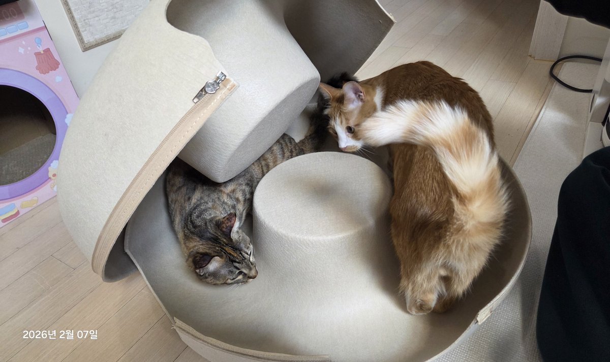 나와야 만들어 줄 수있어요 고영이들 나오세요