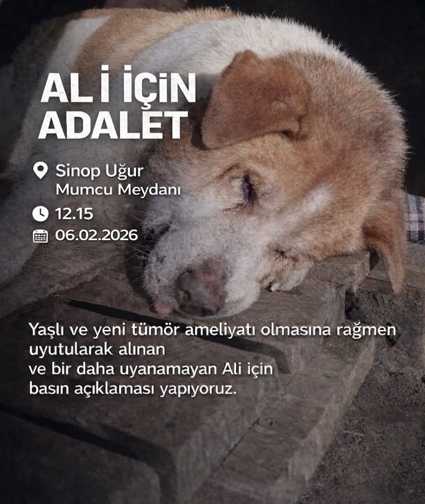 orhann033's tweet photo. Yaşlı ve yeni tümör ameliyatı olmasına rağmen uyutularak alınan ve bir daha uyanamayan #AliİçinAdalet istiyoruz
#SokakHayvanlarıSahipsizDeğil https://t.co/mpRKr1VTv6