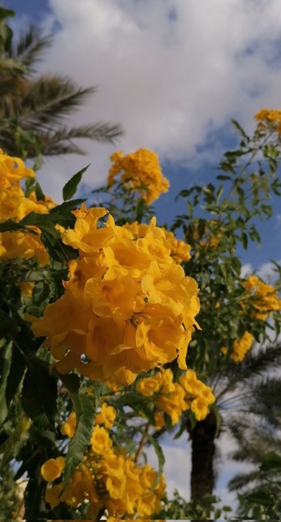 Wafa__2222's tweet image. سلامة النيه تجمل حتى الملامح  
صباح الخير 🌸🍃