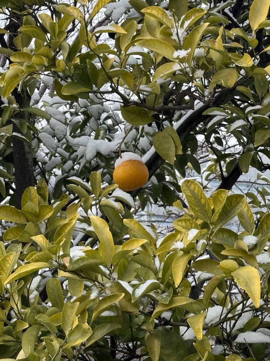 ちょこれいと🍓 (@late_cc) / Posts / X