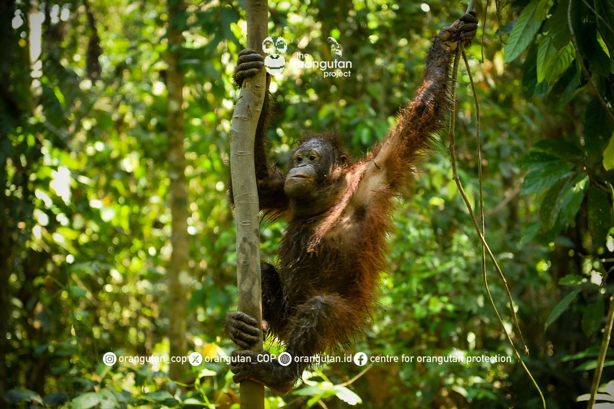 orangutan_COP's tweet photo. Berani kotor itu baik 😌 Bagaimana orangutan 'grooming' karena setiba di dalam kandang, mereka sudah terlihat bersih kembali 😊 tanpa shampo, tanpa conditioner, apalagi hair-dryer 😋
Dan itu... rahasia mereka 🤪 https://t.co/BmoNIdtfHb