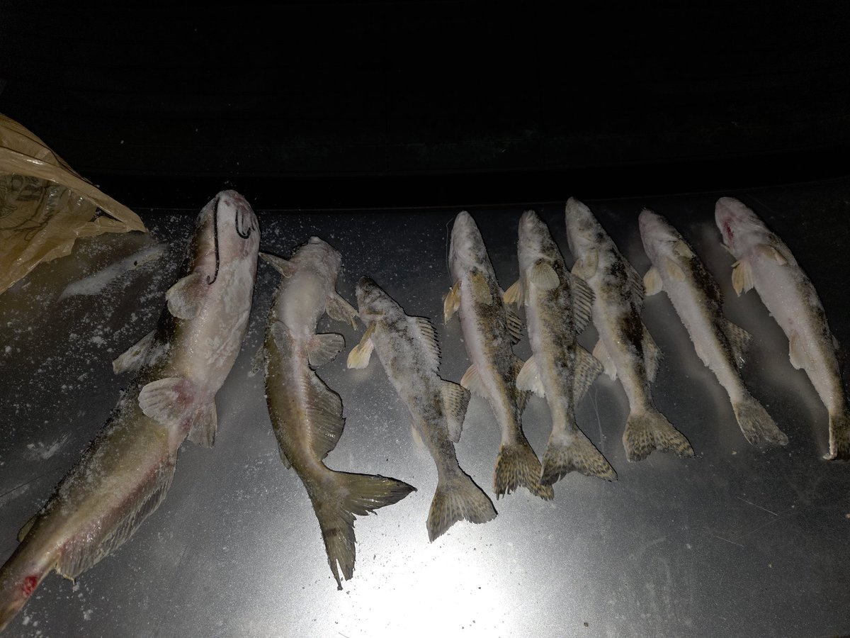 zachoryHatton's tweet photo. Out here grinding these #saugeye with #daveslazybaits #winterfishing #fishon https://t.co/0acWIqOgrJ