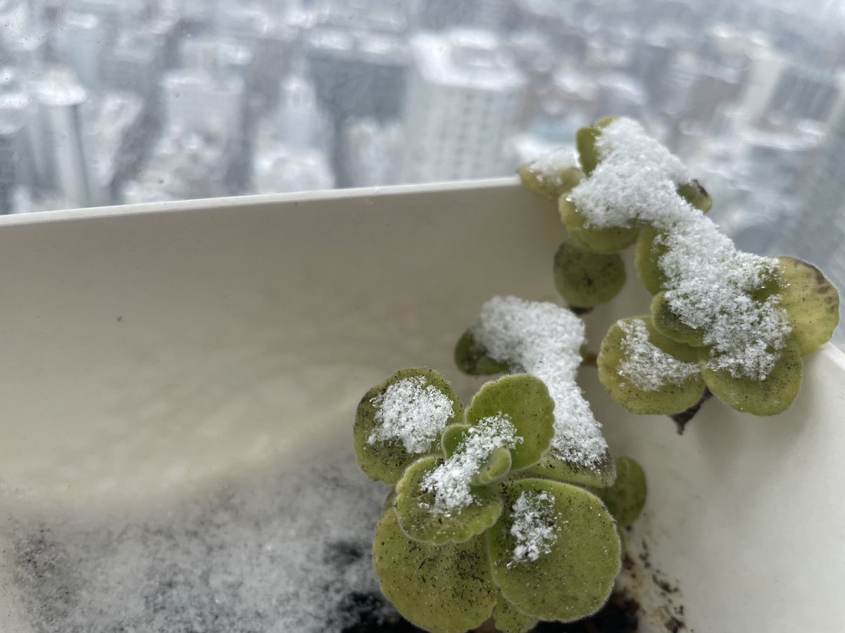 yukange's tweet photo. 【2/4に「立春」に入りました！】
今日のお江戸は雪になりました❄️
本当に
「立春」は寒暖差が更に激しくなりますし
気圧も影響して
体調だけでなく精神面も打撃を受けやすくなります‼️
ぜひ
YouTubeをご覧になって養生してくださいね🥰
【二十四節气 立春と調和する❣️】
https://t.co/RIqSznlGxz https://t.co/wxVHUV4rS9