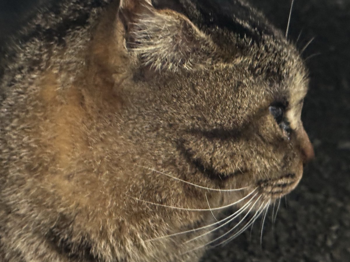 Post by motohiko sakaguti on X: ネコ