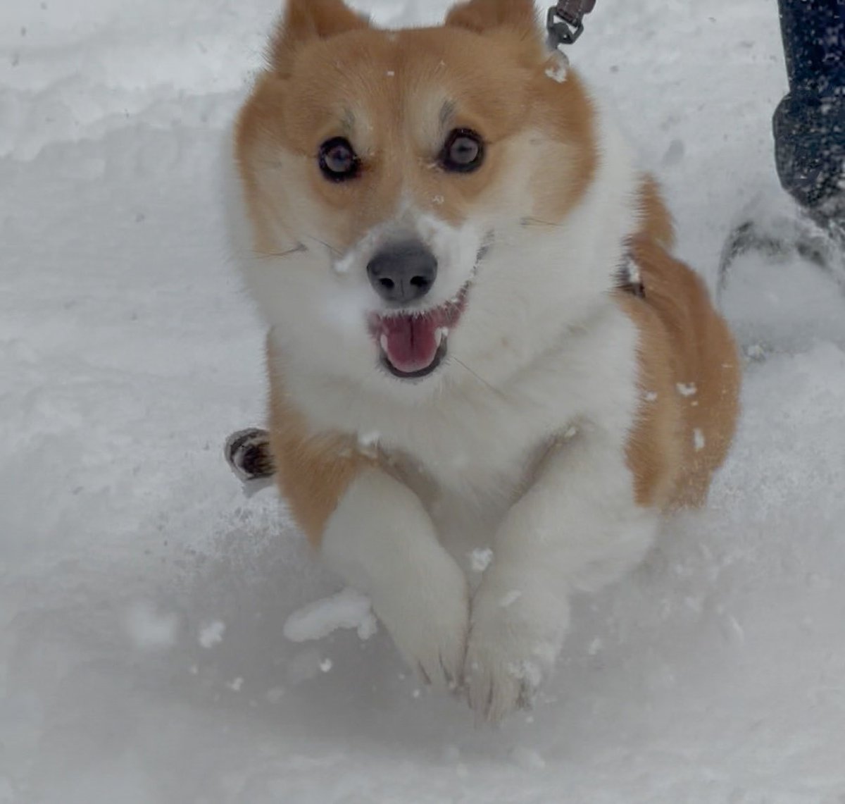 こむぎ👒🌾 (@k0mugichan_) / Posts / X