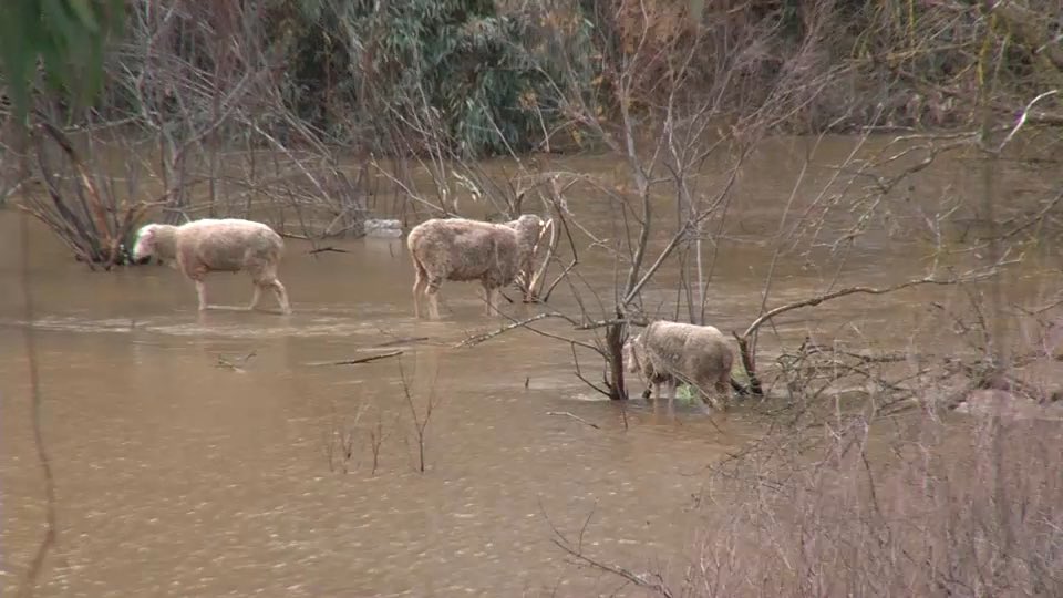 🇪🇸 | El gobierno abandona a un ganadero extremeño y a sus más de 100 ovejas atrapadas por la crecida del Guadiana. 

Juan Eduardo González suplica ahora ayuda a las autoridades competentes para rescatar a su ganado, situado en una finca cercana a la antigua Nacional- V y critica