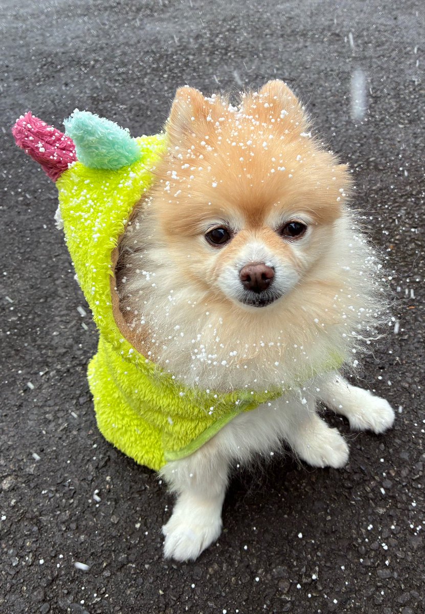マロたん 生まれて初めて❄️雪が降るのを見たわん 🐾꒰ ᐡ •͈ ·̫ •͈