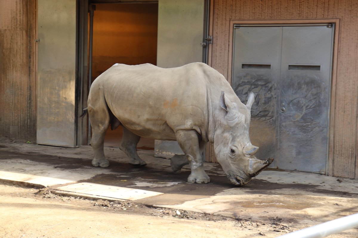2026.2.5 ＃シロサイの飼育日誌 を更新しました。 シロサイ タロウ