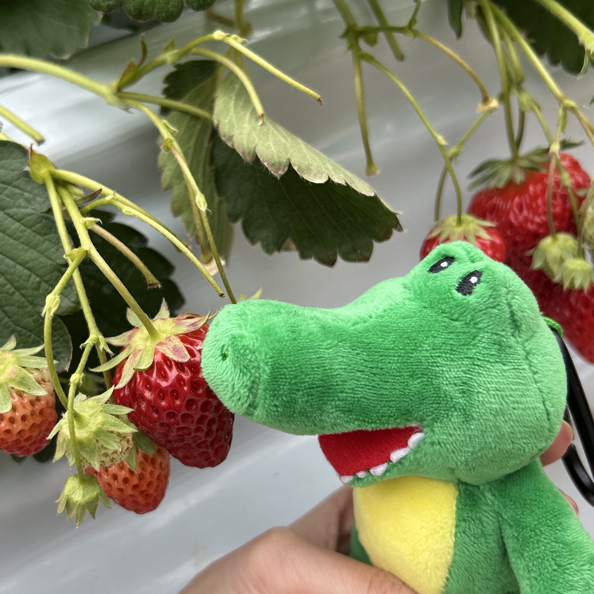 本日は現場ではなくいちご狩りしました🍓🍓