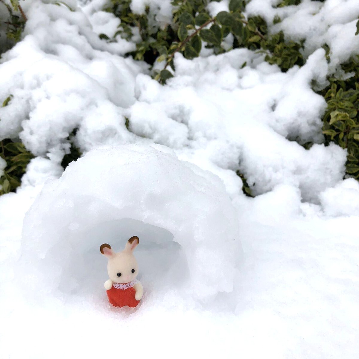 シルバニアファミリー【公式】 tweet media