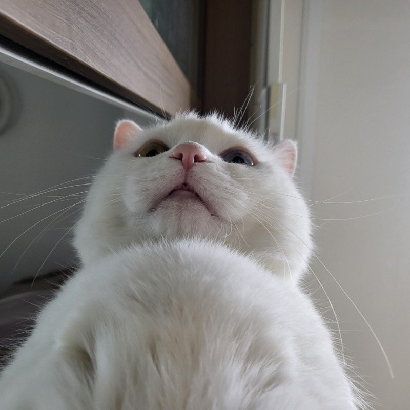 vnfms9595's tweet image. 반려동물 키우는 칭긔들아 인용으로 ㅈㅂ 자랑해주라🥹
일단 나부터 자랑해볼개.
우리 집 토실 냥이 보고 모두 행복한 일요일이 되길🤍