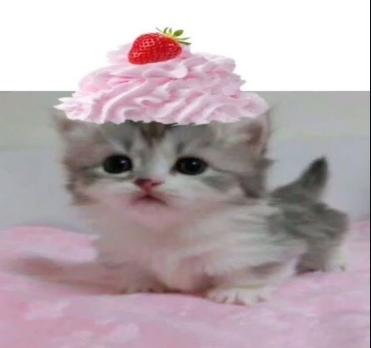 ma ma mink tweet media